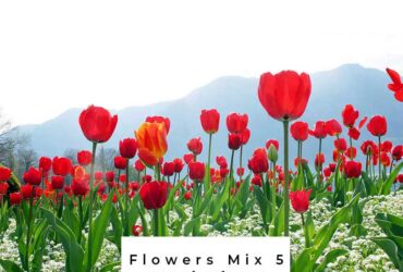 Flowers Mix 5 - Stock Photo