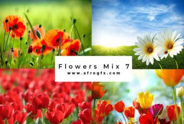 Flowers Mix 7 - Stock Photo