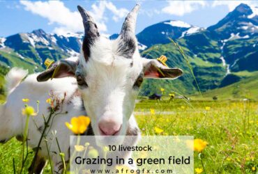 10 livestock grazing in a green field Stock Photo