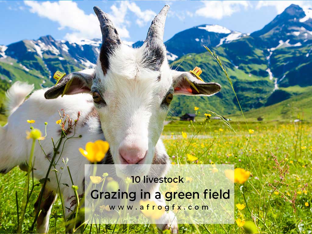 10 livestock grazing in a green field Stock Photo