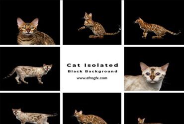 11 Cat Isolated Black Background Stock Photo