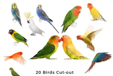 20 Birds Cut-out High Res Pictures Stock Photo