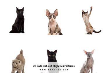 20 Cats Cut-out High Res Pictures