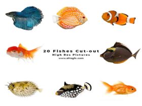 20 Fishes Cut-out High Res Pictures Stock Photo