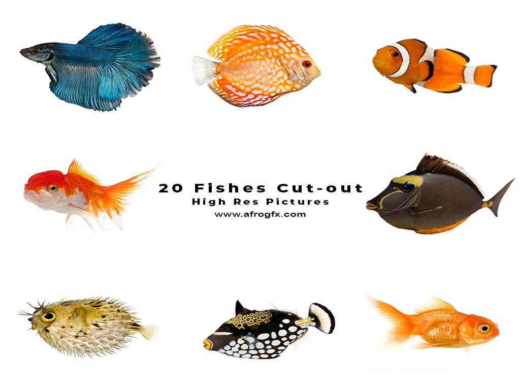 20 Fishes Cut-out High Res Pictures Stock Photo