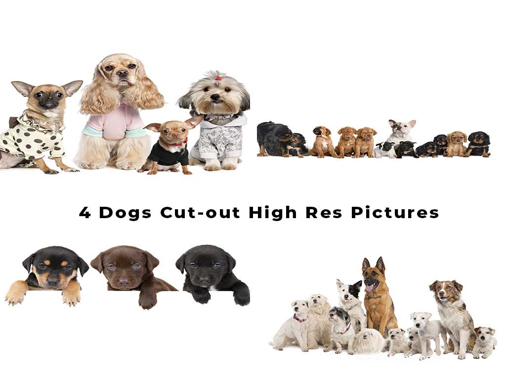 4 Dogs Cut-out High Res Pictures Stock Photo