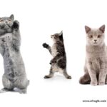 6 Cats Cut-out High Res Pictures Stock Photo
