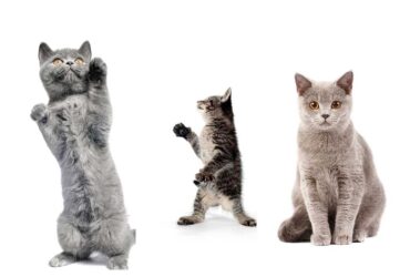 6 Cats Cut-out High Res Pictures Stock Photo
