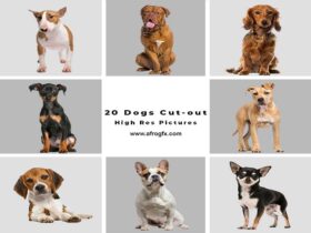 20 Dogs Cut-out High Res Pictures