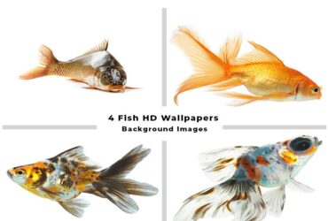 4 Fish HD Wallpapers and Background Images Stock Photo