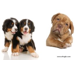 8 Dogs Cut-out High Res Pictures Stock Photo