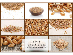Collection of wheat heads Set 2 Stock Photo