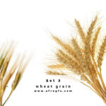 Collection of wheat heads Set 3 Stock Photo