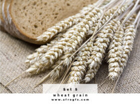 Collection of wheat heads Set 5 Stock Photo