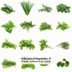 Collection of Vegetables 27