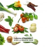 Collection of Vegetables 7