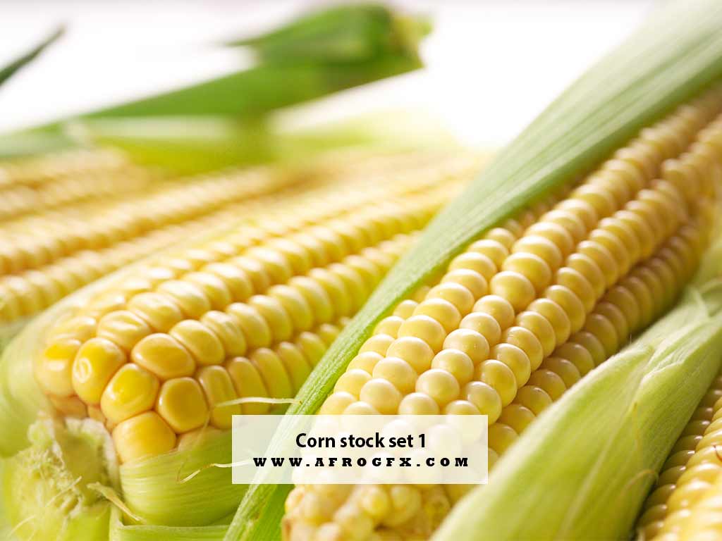 Corn stock set 1