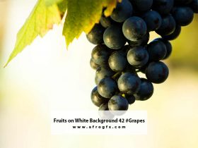 Fruits on White Background 42 #Grapes
