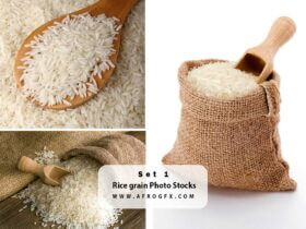 Rice grain Photo Stocks Set 1