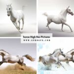 horse High Res Pictures - HD Wallpapers Collection 1