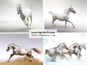horse High Res Pictures - HD Wallpapers Collection 1