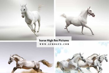 horse High Res Pictures - HD Wallpapers Collection 1