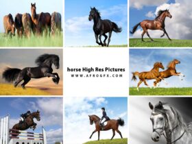 horse High Res Pictures - HD Wallpapers Collection 3