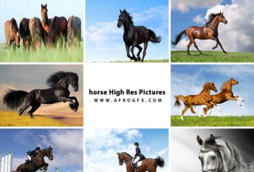 horse High Res Pictures - HD Wallpapers Collection 3