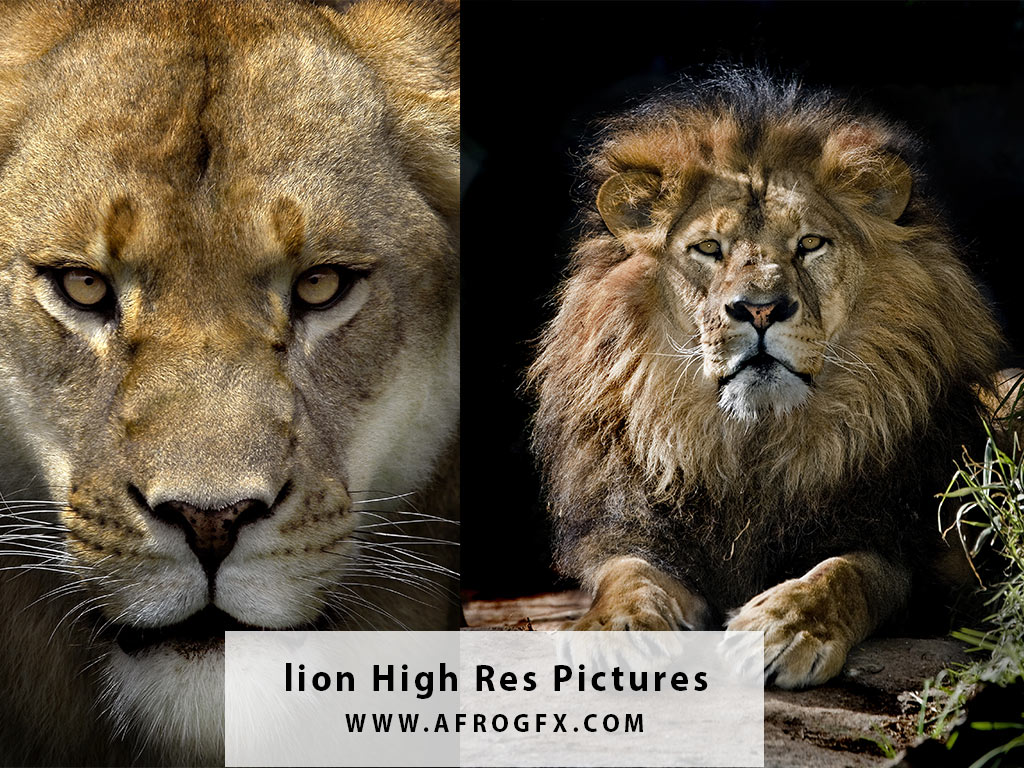 lion High Res Pictures - HD Wallpapers Collection 1