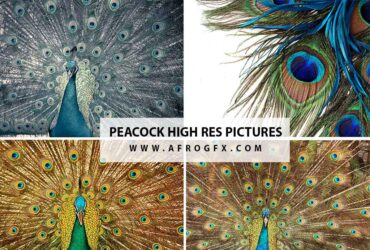 peacock High Res Pictures - HD Wallpapers