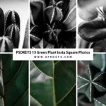 15 Green Plant Insta Square Photos - Stock Photo