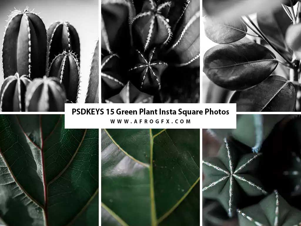 15 Green Plant Insta Square Photos - Stock Photo