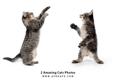 2 Amazing Cats Photos