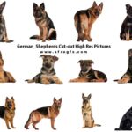 20 German Shepherds Cut-out High Res Pictures