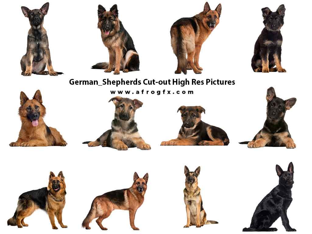20 German Shepherds Cut-out High Res Pictures