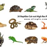 20 Reptiles Cut-out High Res Pictures