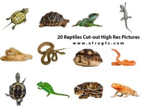 20 Reptiles Cut-out High Res Pictures