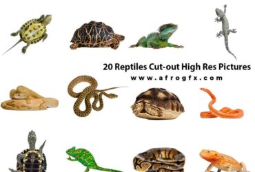 20 Reptiles Cut-out High Res Pictures