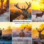 25 Red Deer in Morning Sun