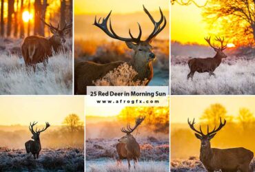 25 Red Deer in Morning Sun