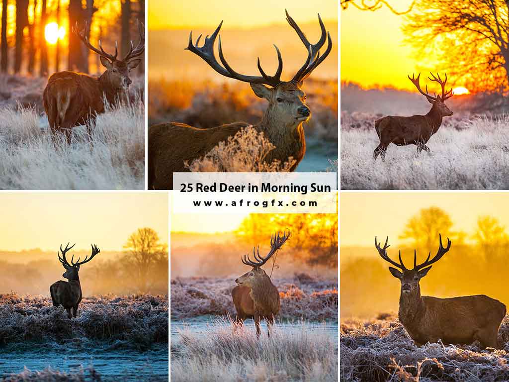 25 Red Deer in Morning Sun