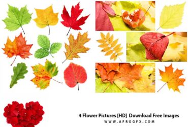 4 Flower Pictures HD Download Free Images