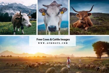 6+ Free Cows & Cattle Images