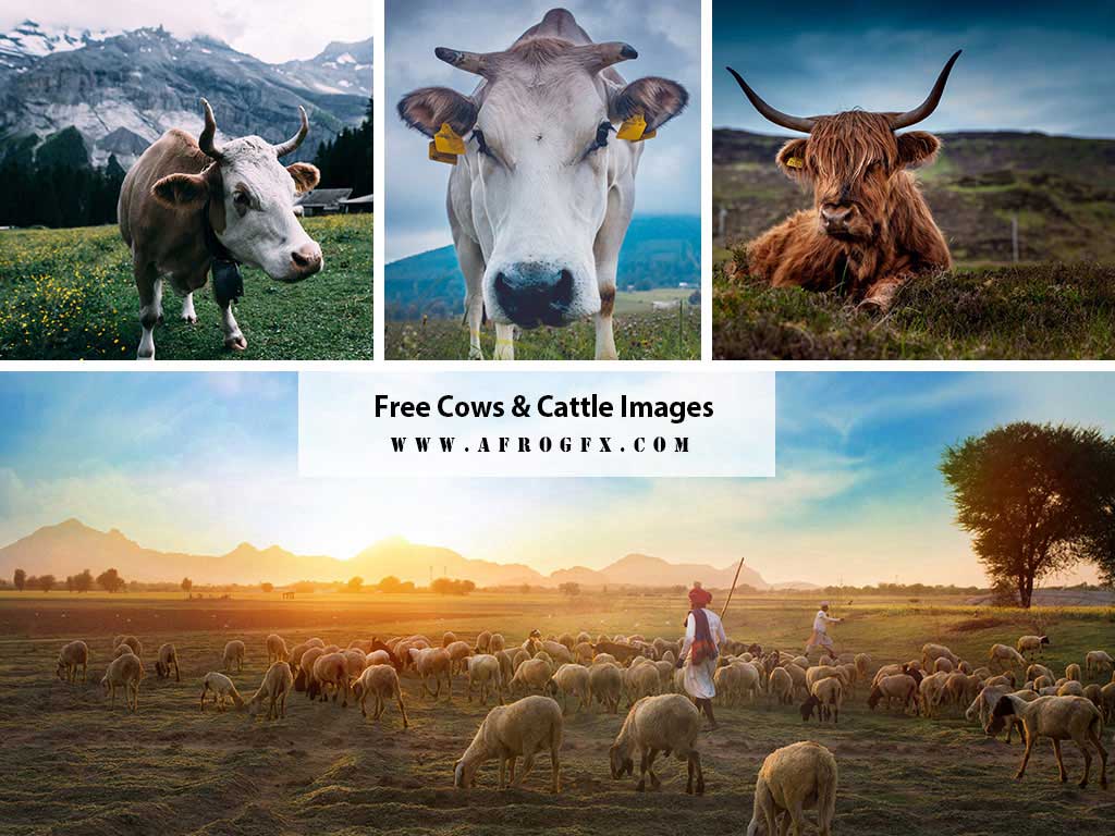 6+ Free Cows & Cattle Images
