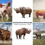 6 HQ Jpeg+ Amazing Animal Photography Photos