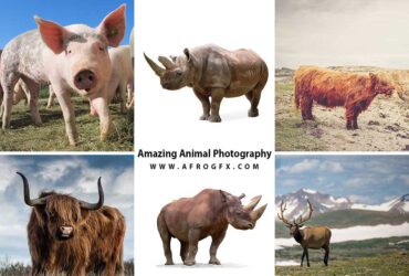 6 HQ Jpeg+ Amazing Animal Photography Photos