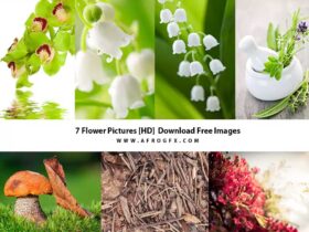 7 Flower Pictures HD Download Free Images