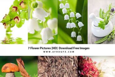 7 Flower Pictures HD Download Free Images
