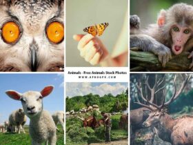 Animals – Free Animals Stock Photos 8 HQ Jpeg