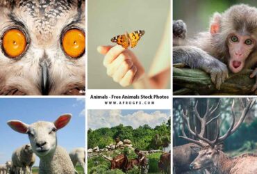 Animals – Free Animals Stock Photos 8 HQ Jpeg